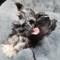 Emmett AKC, a male Miniature Schnauzer for sale in Creighton, MO – Photo 4 of 8