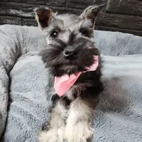 Emmett AKC, a male Miniature Schnauzer for sale in Creighton, MO – Photo 1 of 8