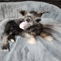 Emmett AKC, a male Miniature Schnauzer for sale in Creighton, MO – Photo 3 of 8