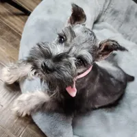 Emmett AKC, a male Miniature Schnauzer for sale in Creighton, MO – Photo 5 of 8