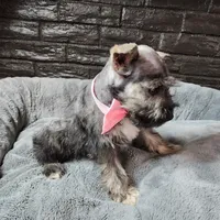 Emmett AKC, a male Miniature Schnauzer for sale in Creighton, MO – Photo 8 of 8