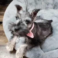 Emmett AKC, a male Miniature Schnauzer for sale in Creighton, MO – Photo 7 of 8