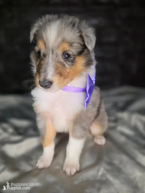 Zeno – Collie puppy for sale in Creighton, MO