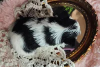 processed/ebe316c6-0bcf-47ed-ad79-db9b08537cc2/listing/78a0f27d-8550-41af-bd18-1ef9ef347046/255b484e-f26f-412d-a3ce-aee0f0b9eac3