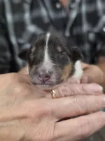 Zola, a female Collie for sale in Creighton, MO – 6 of 7