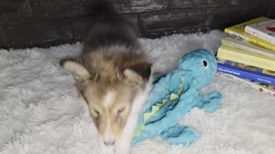 Kelso AKC, a  Shetland Sheepdog for sale in Creighton, MO – 10 of 10