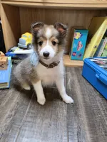 Bloomington, a female Shetland Sheepdog for sale in Creighton, MO – 1 of 6