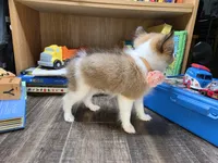 Brea, a female Shetland Sheepdog for sale in Creighton, MO – 7 of 8