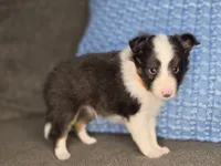 Tallahassee AKC, a male Shetland Sheepdog for sale in Creighton, MO – 9 of 10