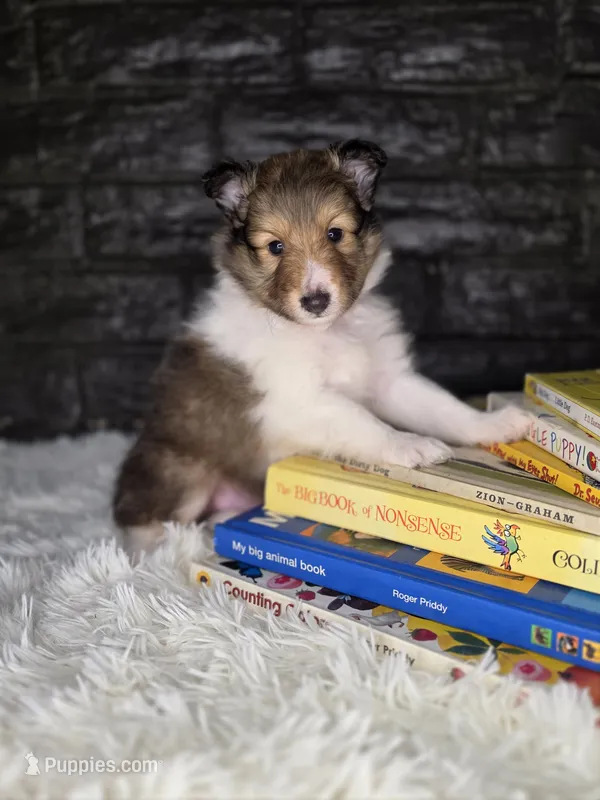 Boston AKC – Shetland Sheepdog puppy for sale in Creighton, MO