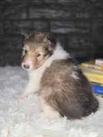 Boston AKC, a male Shetland Sheepdog for sale in Creighton, MO – 5 of 9