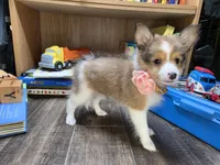 Brea, a female Shetland Sheepdog for sale in Creighton, MO – 4 of 8