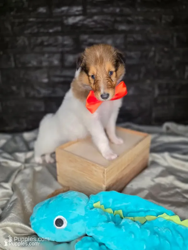 Zebulon – Collie puppy for sale in Creighton, MO