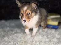 Kelso AKC, a  Shetland Sheepdog for sale in Creighton, MO – 7 of 10