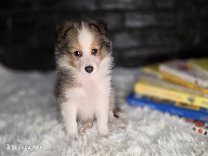 Kailua AKC – Shetland Sheepdog puppy for sale in Creighton, MO