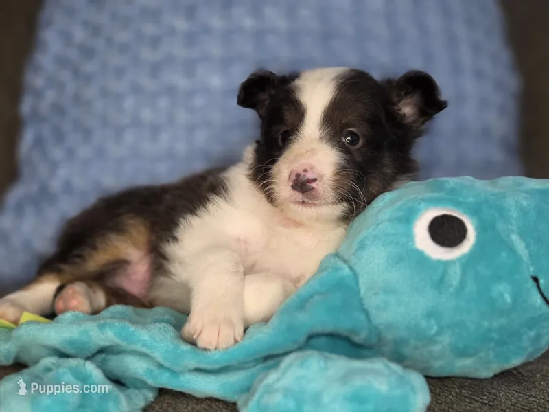Tallahassee AKC – Shetland Sheepdog puppy for sale in Creighton, MO