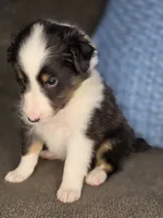 Tiffin AKC, a male Shetland Sheepdog for sale in Creighton, MO – 9 of 10