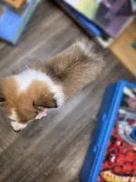 Brea, a female Shetland Sheepdog for sale in Creighton, MO – 2 of 8