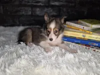 Keene AKC, a  Shetland Sheepdog for sale in Creighton, MO – 2 of 9