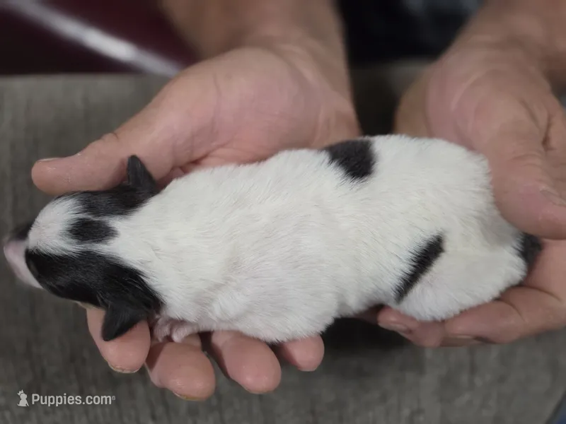Zadaia – Collie puppy for sale in Creighton, MO