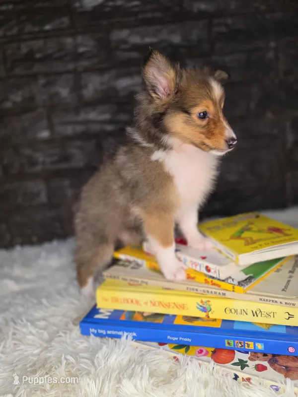Kelso AKC – Shetland Sheepdog puppy for sale in Creighton, MO