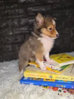 Kelso AKC, a  Shetland Sheepdog for sale in Creighton, MO – 4 of 10