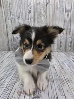 Bixby, a male Shetland Sheepdog for sale in Creighton, MO – 7 of 7