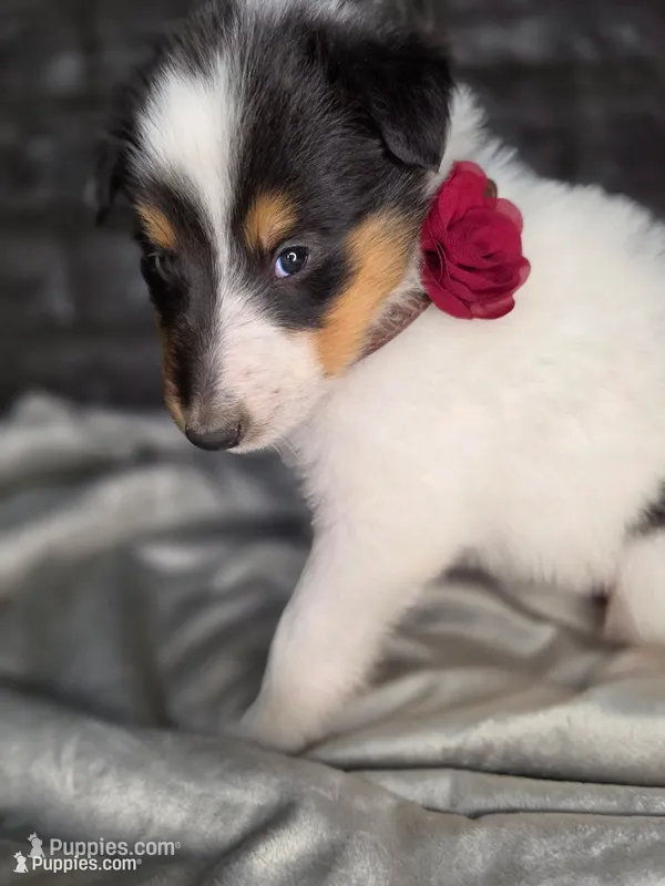 Zadaia – Collie puppy for sale in Creighton, MO