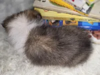 Kailua AKC, a  Shetland Sheepdog for sale in Creighton, MO – 7 of 10