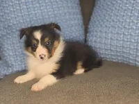 Detroit AKC, a male Shetland Sheepdog for sale in Creighton, MO – 4 of 10
