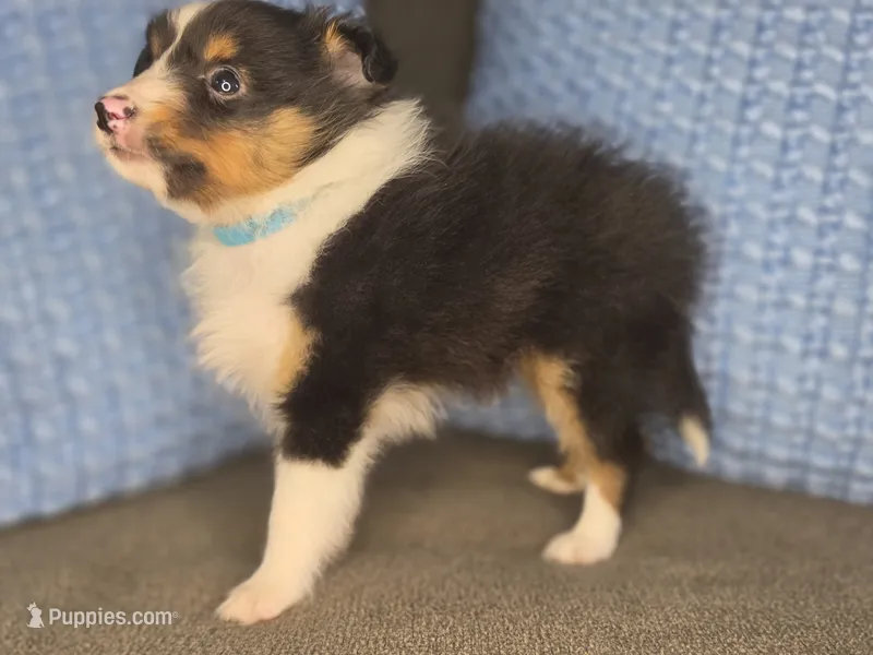 Detroit AKC – Shetland Sheepdog puppy for sale in Creighton, MO
