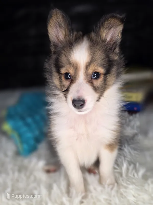 Keene AKC – Shetland Sheepdog puppy for sale in Creighton, MO