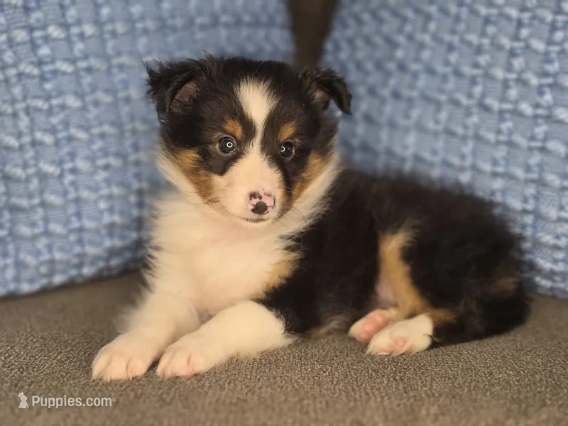 Detroit AKC – Shetland Sheepdog puppy for sale in Creighton, MO