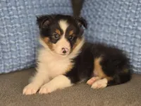 Detroit AKC, a male Shetland Sheepdog for sale in Creighton, MO – 1 of 10