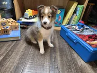 Bloomington, a female Shetland Sheepdog for sale in Creighton, MO – 3 of 6