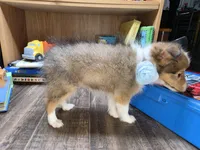 Bloomington, a female Shetland Sheepdog for sale in Creighton, MO – 6 of 6