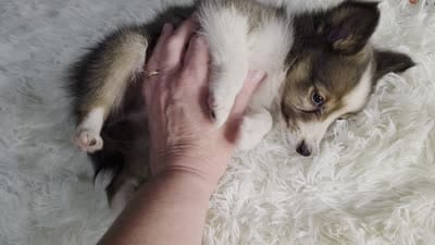 Keene AKC, a  Shetland Sheepdog for sale in Creighton, MO – 9 of 9