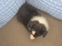Detroit AKC, a male Shetland Sheepdog for sale in Creighton, MO – 7 of 10