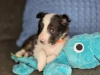 Tallahassee AKC, a male Shetland Sheepdog for sale in Creighton, MO – 4 of 10