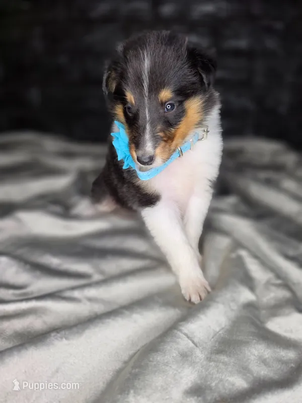 Zola – Collie puppy for sale in Creighton, MO