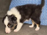 Tiffin AKC, a male Shetland Sheepdog for sale in Creighton, MO – 4 of 10