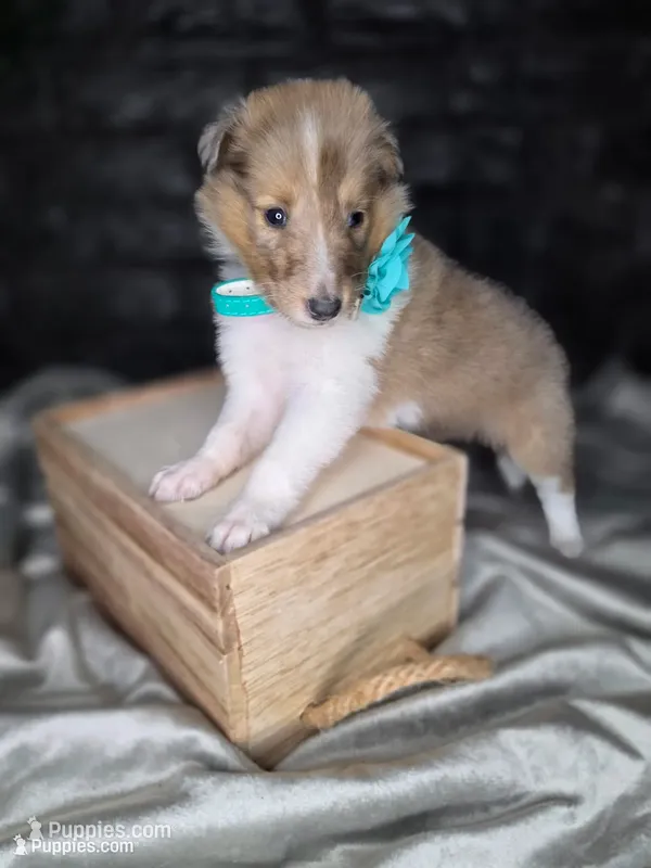 Zahava – Collie puppy for sale in Creighton, MO