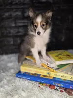 Keene AKC, a  Shetland Sheepdog for sale in Creighton, MO – 3 of 9