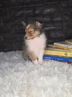 Kelso AKC, a  Shetland Sheepdog for sale in Creighton, MO – 8 of 10
