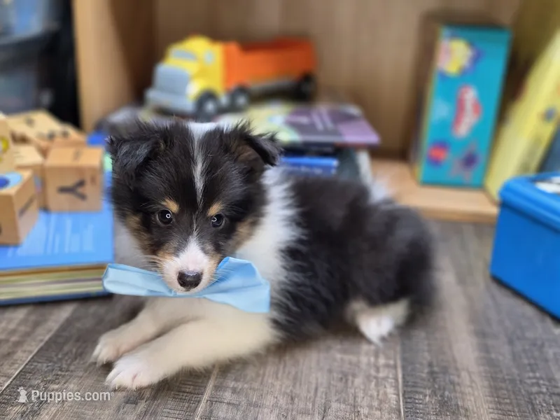 Biloxi – Shetland Sheepdog puppy for sale in Creighton, MO