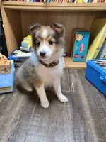 Bloomington, a female Shetland Sheepdog for sale in Creighton, MO – 2 of 6