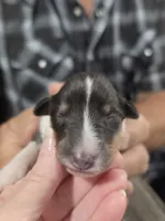 Zola, a female Collie for sale in Creighton, MO – 4 of 7