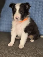 Tallahassee AKC, a male Shetland Sheepdog for sale in Creighton, MO – 6 of 10