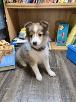 Bloomington, a female Shetland Sheepdog for sale in Creighton, MO – 5 of 6