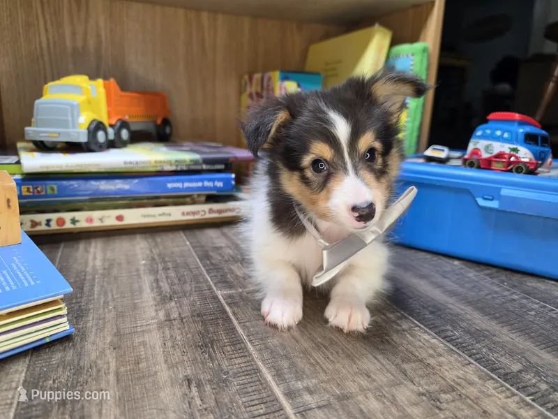 Bixby – Shetland Sheepdog puppy for sale in Creighton, MO